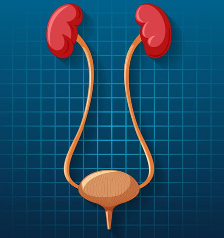 Urology